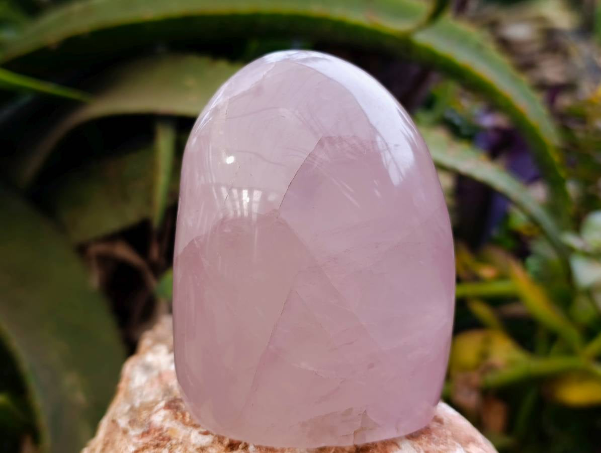 Polished Rose Quartz Standing Free Forms x 2 Madagascar - Toprock Gemstones and Minerals 