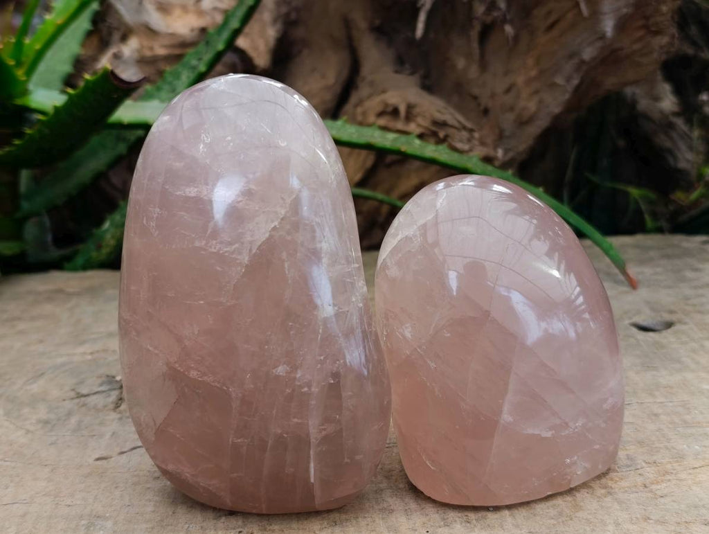 Polished Rose Quartz Standing Free Forms x 2 Madagascar - Toprock Gemstones and Minerals 
