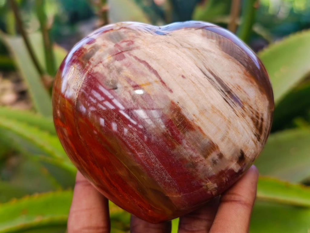 Polished Fossilized Podocarpus Petrified Wood Hearts x 3 From Mahajanga, Madagascar - Toprock Gemstones and Minerals 