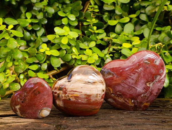 Polished Fossilized Podocarpus Petrified Wood Hearts x 3 From Mahajanga, Madagascar