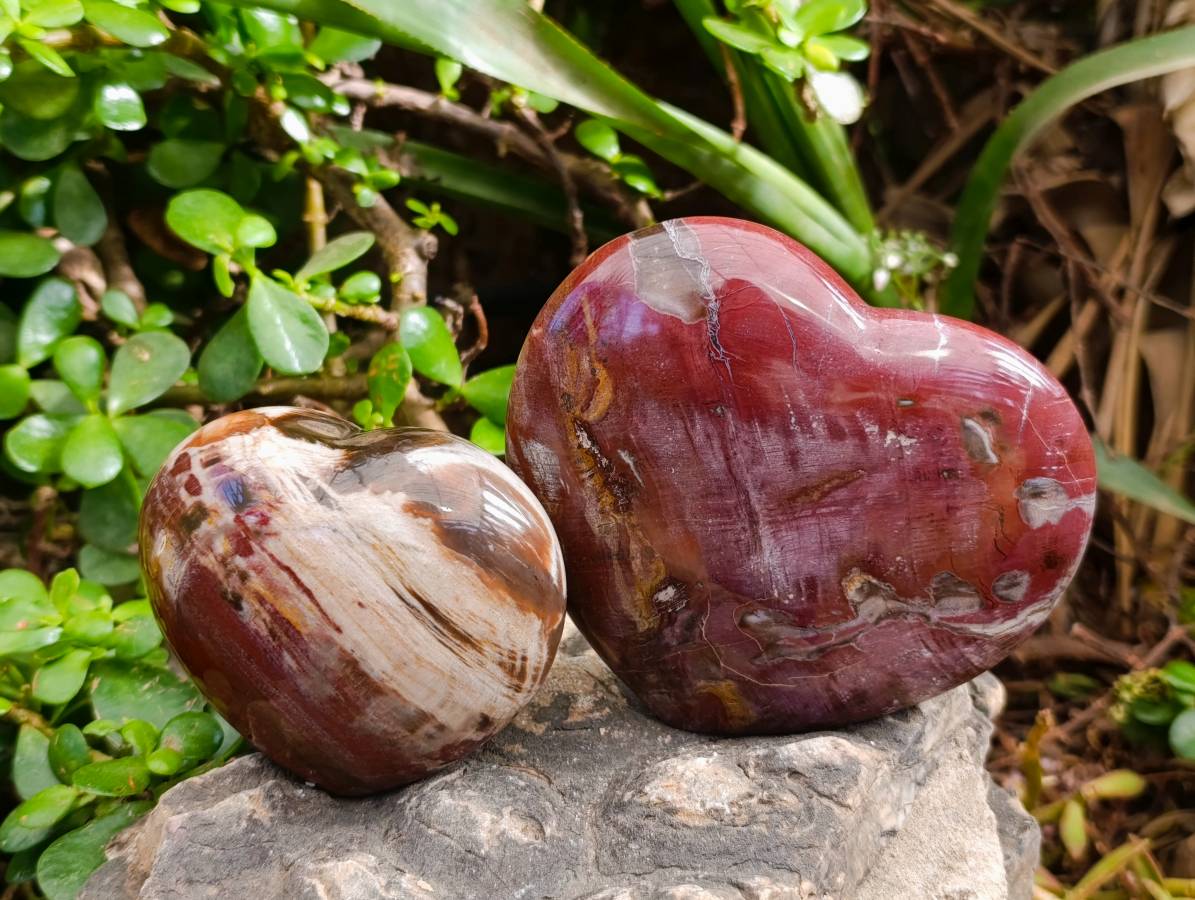 Polished Fossilized Podocarpus Petrified Wood Hearts x 3 From Mahajanga, Madagascar - Toprock Gemstones and Minerals 