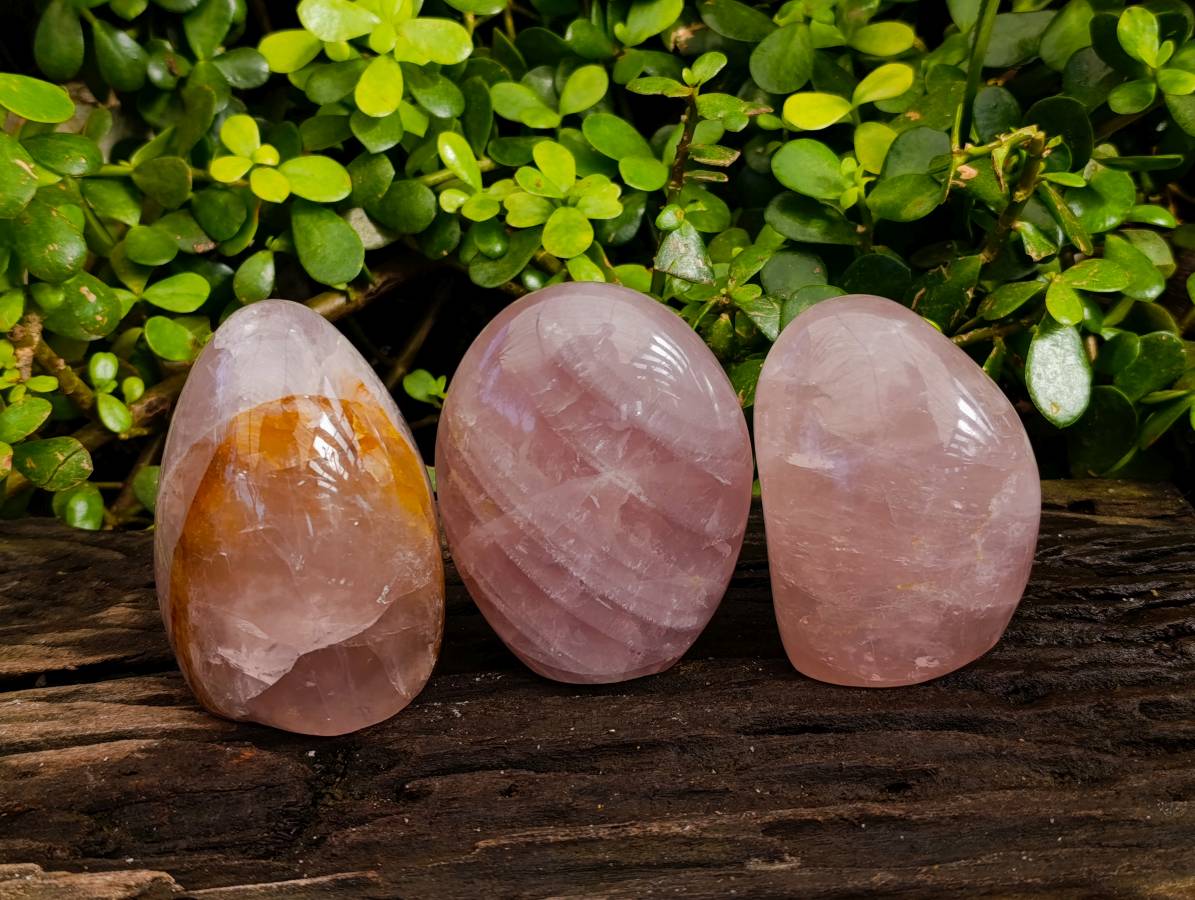 Polished Rose Quartz Standing Free Forms x 3 Madagascar - Toprock Gemstones and Minerals 