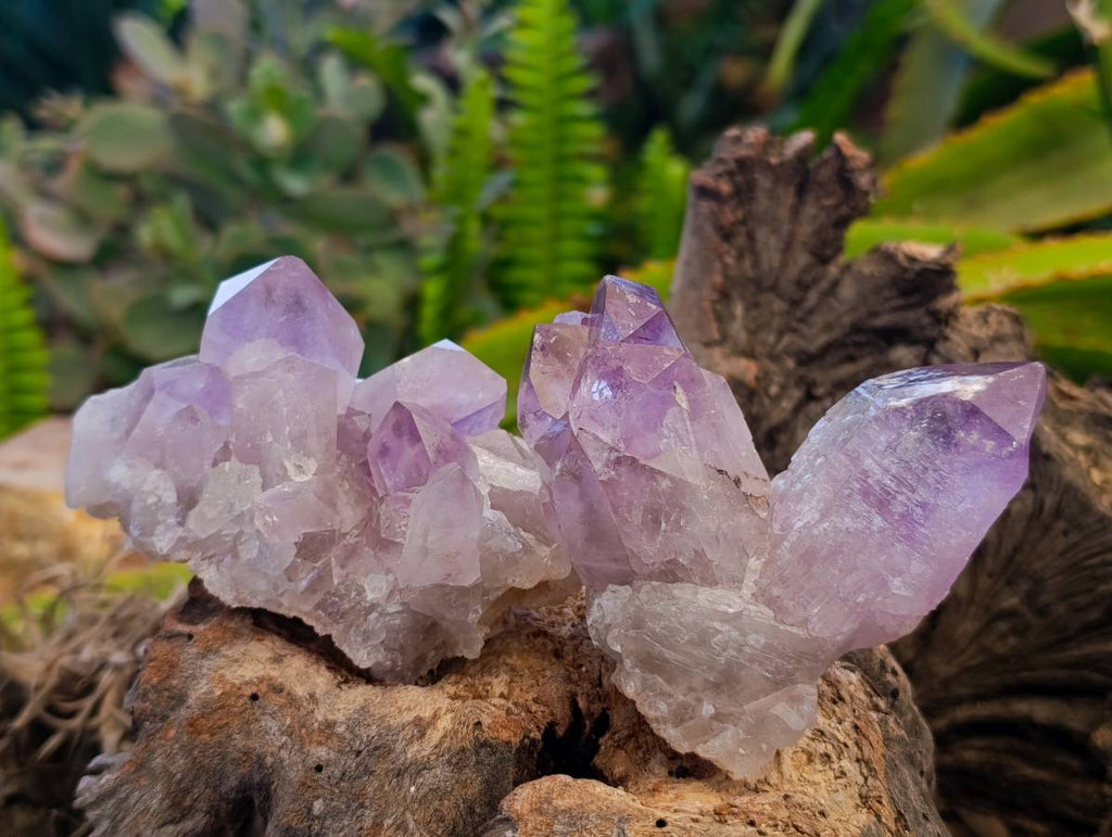 Natural Jacaranda Amethyst Quartz Clusters x 6 From Mumbwa, Zambia - Toprock Gemstones and Minerals 