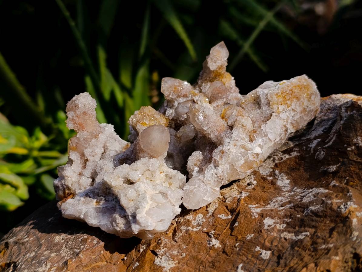 Natural Spirit Quartz Clusters x 12 From Boekenhouthoek, South Africa - Toprock Gemstones and Minerals 