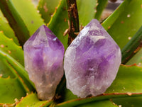 Polished Jacaranda Amethyst Quartz Crystals x 12 From Mumbwa, Zambia - Toprock Gemstones and Minerals 