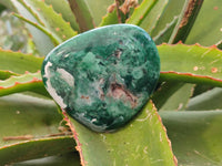 Polished Emerald Mtorolite Free Forms x 6 From Mutorashanga, Zimbabwe - Toprock Gemstones and Minerals 