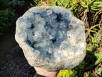 Natura Celestite Geode Specimen x 1 From Sakoany, Madagascar - Toprock Gemstones and Minerals 