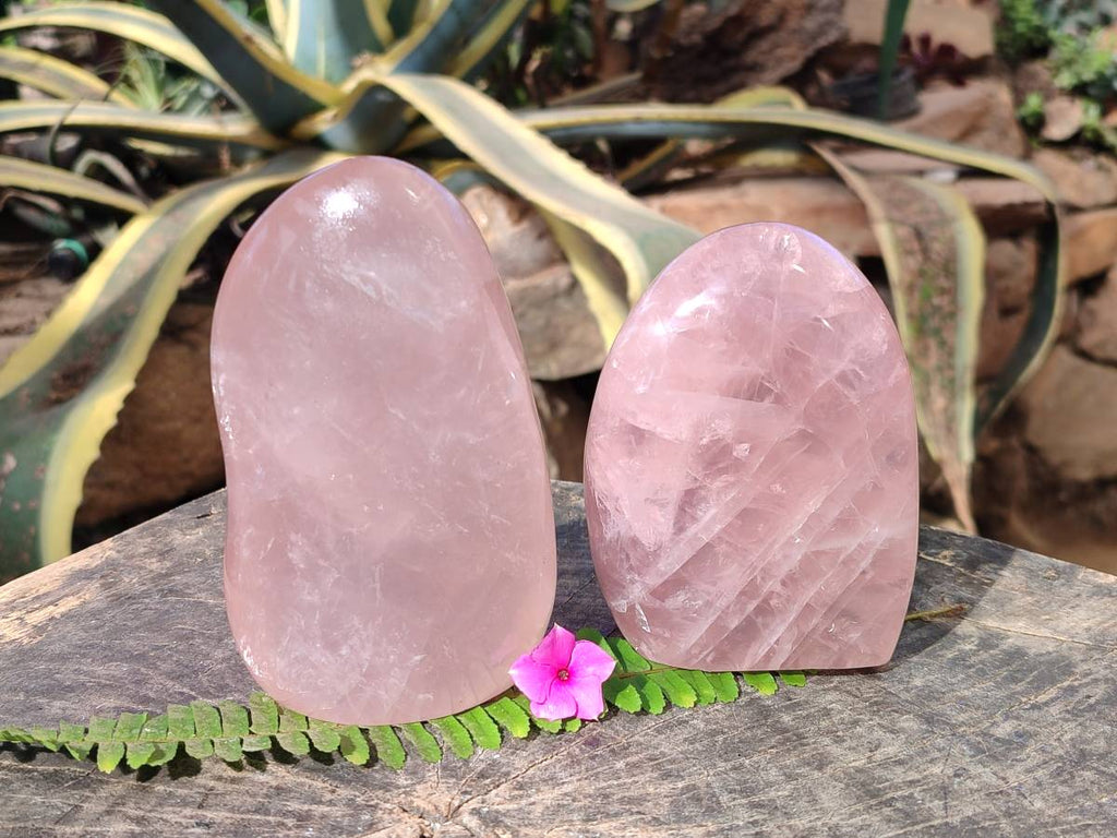 Polished Rose Quartz Standing Free Forms x 2 Madagascar - Toprock Gemstones and Minerals 