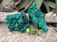 Natural Silky Malachite Specimens x 2 From Kasompe, Congo