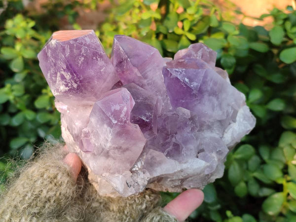 Natural Jacaranda Amethyst Quartz Clusters x 2 From Mumbwa, Zambia
