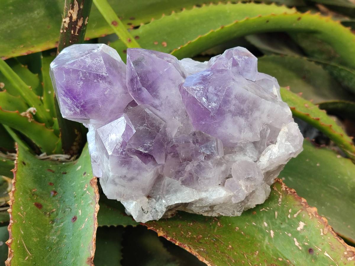 Natural Jacaranda Amethyst Quartz Clusters x 2 From Mumbwa, Zambia - Toprock Gemstones and Minerals 