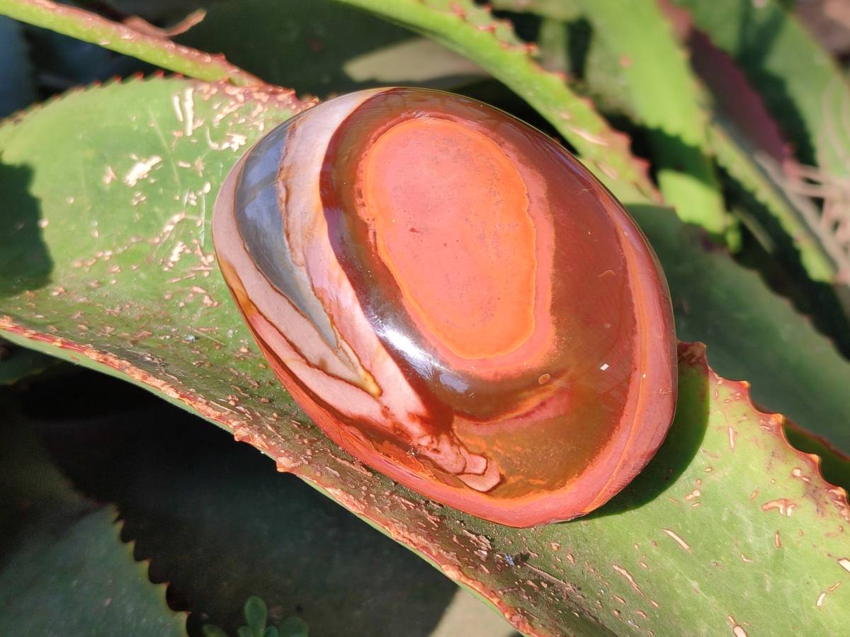 Polished On One Side Polychrome Jasper x 6 From Northwest Coast, Madagascar - Toprock Gemstones and Minerals 