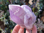 Natural Jacaranda Amethyst Quartz Crystals x 6 From Mumbwa, Zambia - Toprock Gemstones and Minerals 