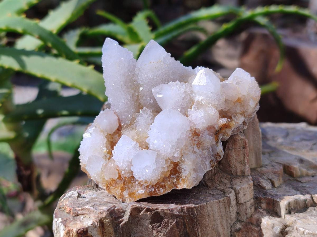 Natural Spirit Quartz Clusters x 12 From Boekenhouthoek, South Africa - Toprock Gemstones and Minerals 