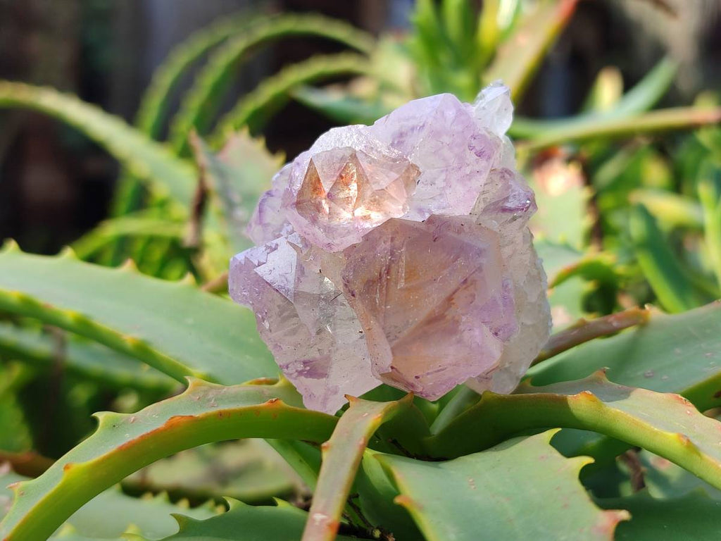 Natural Amethyst Spirit Quartz Clusters x 12 From Boekenhouthoek, South Africa - Toprock Gemstones and Minerals 