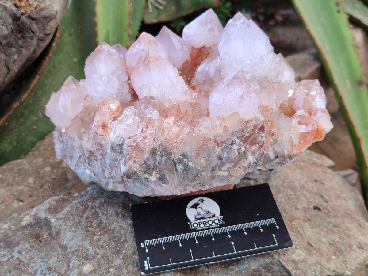 Natural Ametrine Spirit Quartz Clusters x 2 From Boekenhouthoek, South Africa - Toprock Gemstones and Minerals 