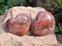 Polished Fossilized Podocarpus Petrified Wood Hearts x 2 From Mahajanga, Madagascar