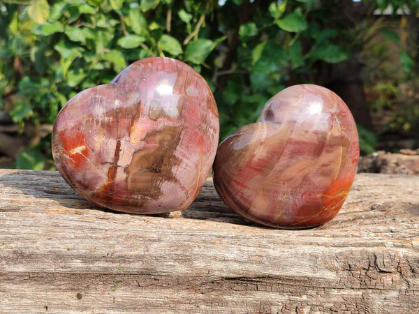 Polished Fossilized Podocarpus Petrified Wood Hearts x 2 From Mahajanga, Madagascar