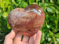 Polished Fossilized Podocarpus Petrified Wood Hearts x 2 From Mahajanga, Madagascar