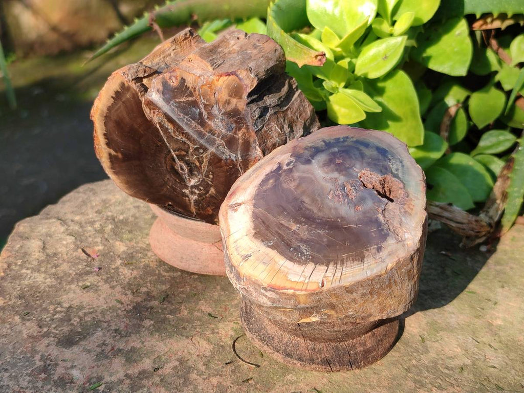 Polished on One Side Petrified Wood Branch Pieces x 6 From Gokwe, Zimbabwe - Toprock Gemstones and Minerals 