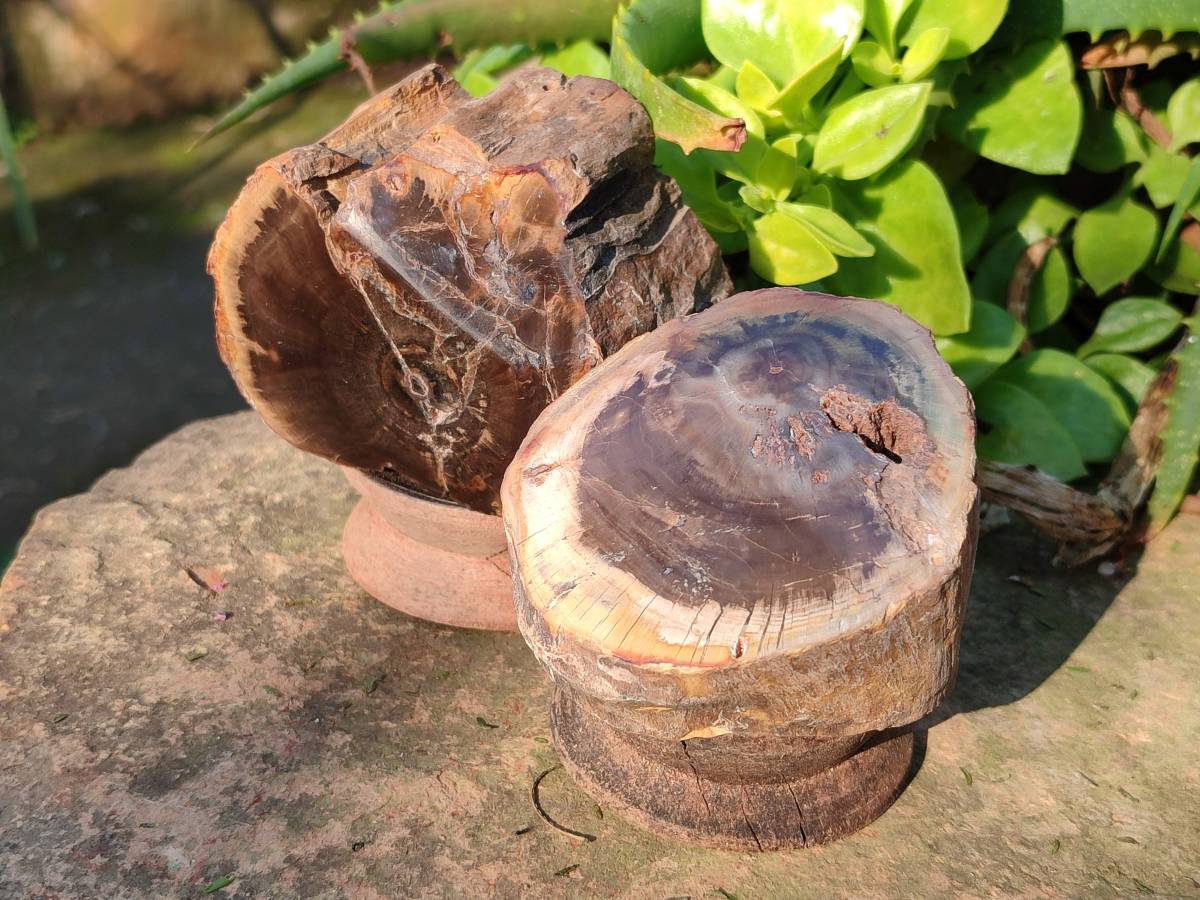 Polished on One Side Petrified Wood Branch Pieces x 6 From Gokwe, Zimbabwe - Toprock Gemstones and Minerals 