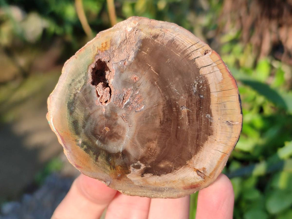 Polished on One Side Petrified Wood Branch Pieces x 6 From Gokwe, Zimbabwe - Toprock Gemstones and Minerals 