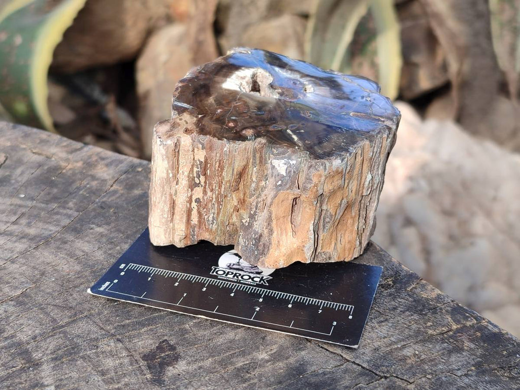 Polished on One Side Petrified Wood Branch Pieces x 6 From Gokwe, Zimbabwe - Toprock Gemstones and Minerals 