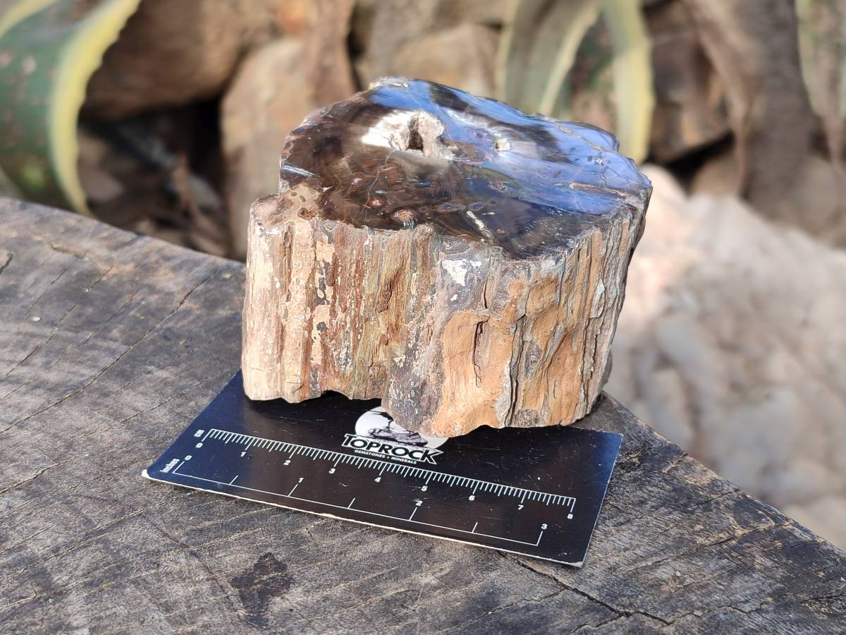 Polished on One Side Petrified Wood Branch Pieces x 6 From Gokwe, Zimbabwe - Toprock Gemstones and Minerals 