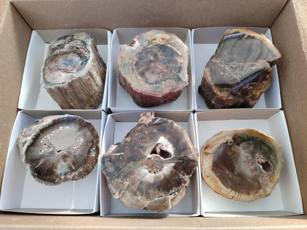 Polished on One Side Petrified Wood Branch Pieces x 6 From Gokwe, Zimbabwe - Toprock Gemstones and Minerals 