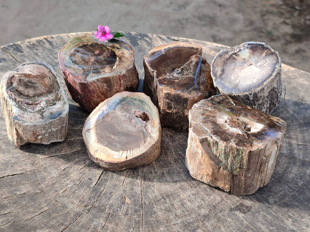 Polished on One Side Petrified Wood Branch Pieces x 6 From Gokwe, Zimbabwe - Toprock Gemstones and Minerals 