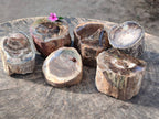 Polished on One Side Petrified Wood Branch Pieces x 6 From Gokwe, Zimbabwe - Toprock Gemstones and Minerals 