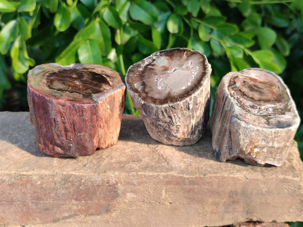 Polished on One Side Petrified Wood Branch Pieces x 6 From Gokwe, Zimbabwe - Toprock Gemstones and Minerals 