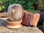 Polished on One Side Petrified Wood Branch Pieces x 6 From Gokwe, Zimbabwe - Toprock Gemstones and Minerals 