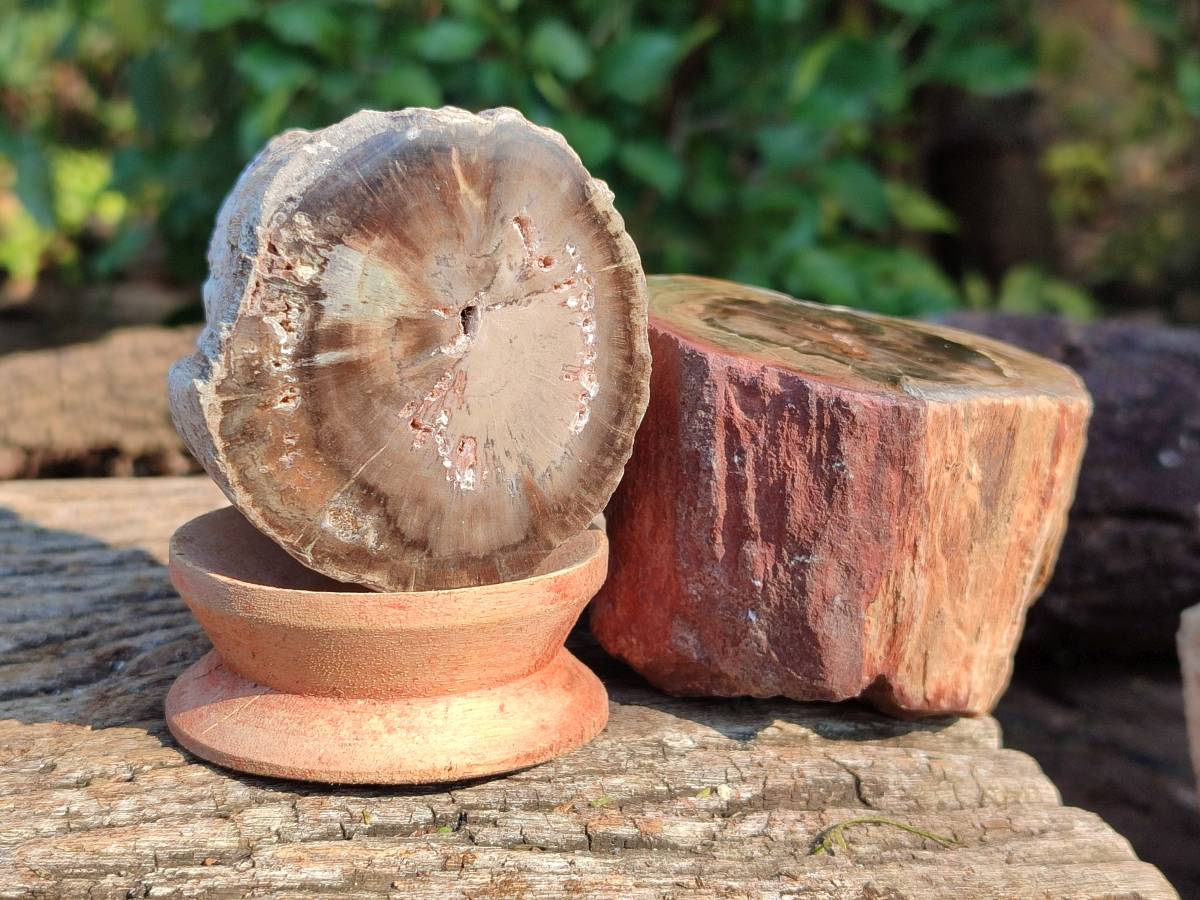Polished on One Side Petrified Wood Branch Pieces x 6 From Gokwe, Zimbabwe - Toprock Gemstones and Minerals 