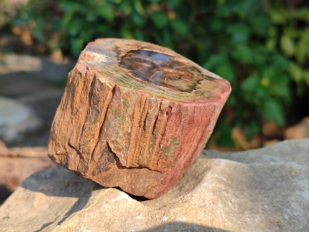 Polished on One Side Petrified Wood Branch Pieces x 6 From Gokwe, Zimbabwe - Toprock Gemstones and Minerals 