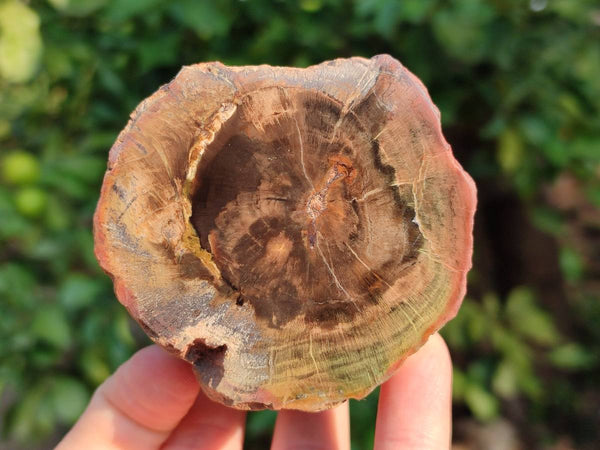 Polished on One Side Petrified Wood Branch Pieces x 6 From Gokwe, Zimbabwe