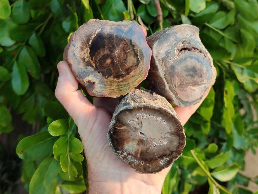 Polished on One Side Petrified Wood Branch Pieces x 6 From Gokwe, Zimbabwe - Toprock Gemstones and Minerals 