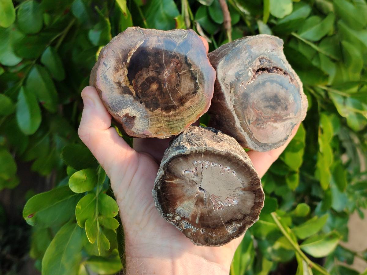 Polished on One Side Petrified Wood Branch Pieces x 6 From Gokwe, Zimbabwe - Toprock Gemstones and Minerals 