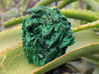 Natural Silky Malachite Specimens x 6 From Kasompe, Congo - Toprock Gemstones and Minerals 