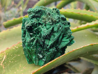 Natural Silky Malachite Specimens x 6 From Kasompe, Congo