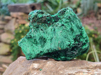 Natural Silky Malachite Specimens x 6 From Kasompe, Congo