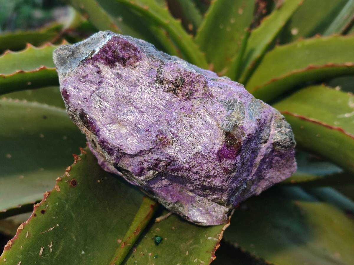 Natural Stichtite Cobbed Specimens x 6 From Barberton, South Africa - Toprock Gemstones and Minerals 