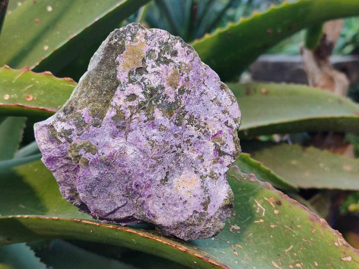 Natural Stichtite Cobbed Specimens x 6 From Barberton, South Africa - Toprock Gemstones and Minerals 