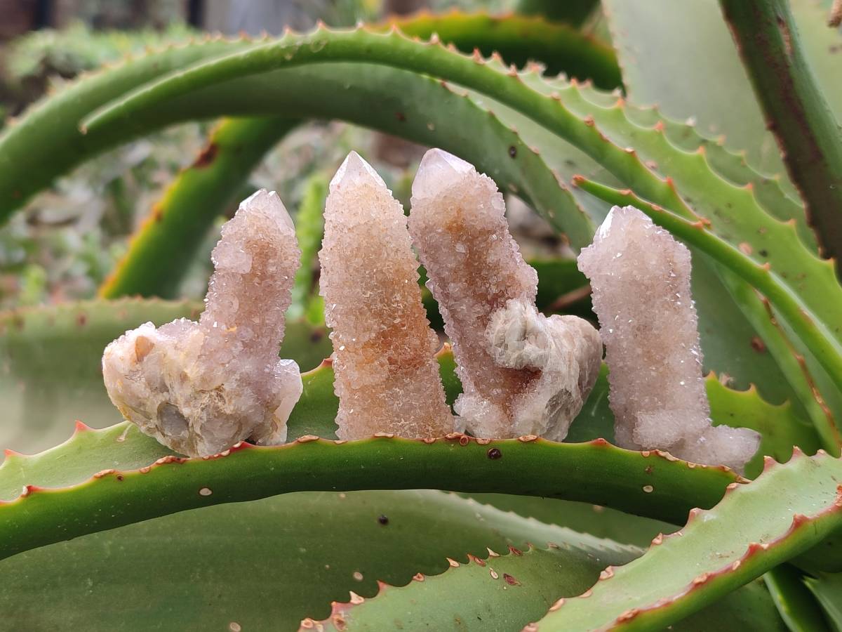 Natural Limonite Coated Fairy Spirit Quartz Clusters x 35 From Boekenhouthoek, South Africa - Toprock Gemstones and Minerals 