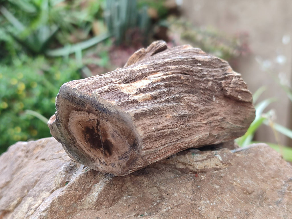 Polished on One Side Petrified Wood Branch Pieces x 6 From Gokwe, Zimbabwe - Toprock Gemstones and Minerals 