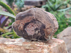Polished on One Side Petrified Wood Branch Pieces x 6 From Gokwe, Zimbabwe - Toprock Gemstones and Minerals 