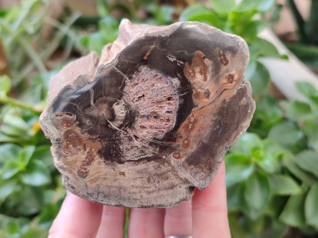 Polished on One Side Petrified Wood Branch Pieces x 6 From Gokwe, Zimbabwe - Toprock Gemstones and Minerals 