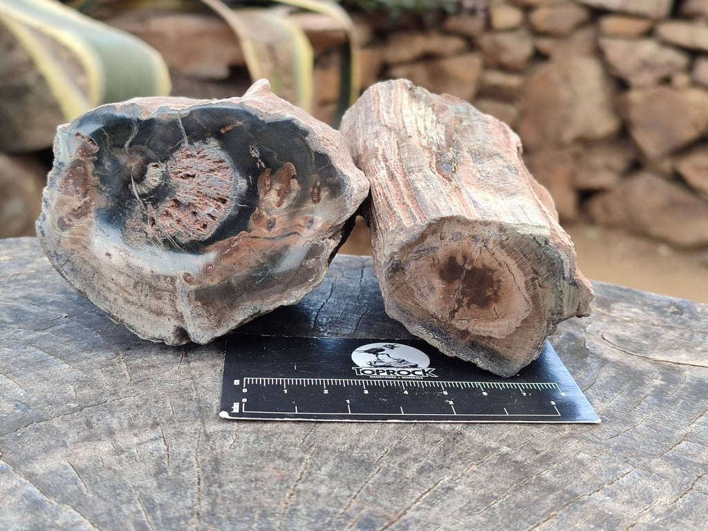 Polished on One Side Petrified Wood Branch Pieces x 6 From Gokwe, Zimbabwe - Toprock Gemstones and Minerals 