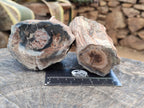 Polished on One Side Petrified Wood Branch Pieces x 6 From Gokwe, Zimbabwe - Toprock Gemstones and Minerals 
