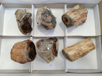 Polished on One Side Petrified Wood Branch Pieces x 6 From Gokwe, Zimbabwe - Toprock Gemstones and Minerals 